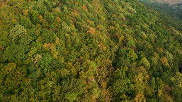 大树爆料视频下载免费